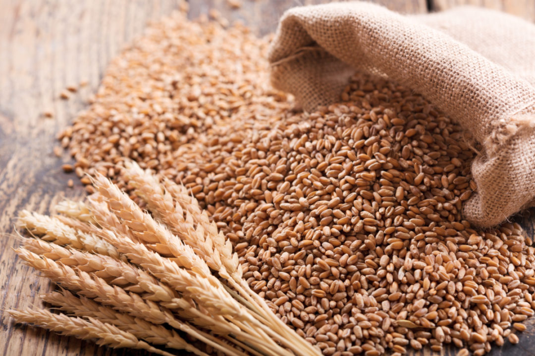 Wheat ears and grains