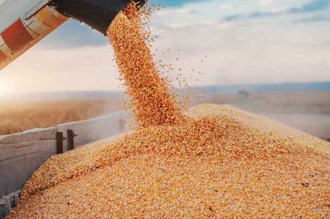 Machine for separating corn grains working on field and filling tractor trailer with corn