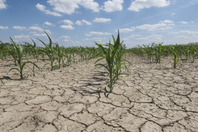 Corn field during a drought