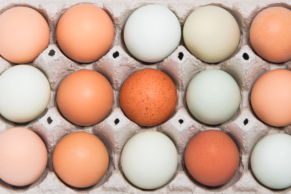 Egg board appoints new marketing leadership