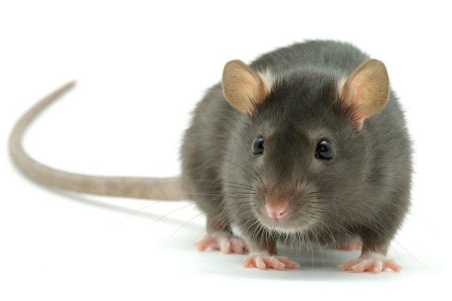 mouse-food-safety-pest-prevention.jpg
