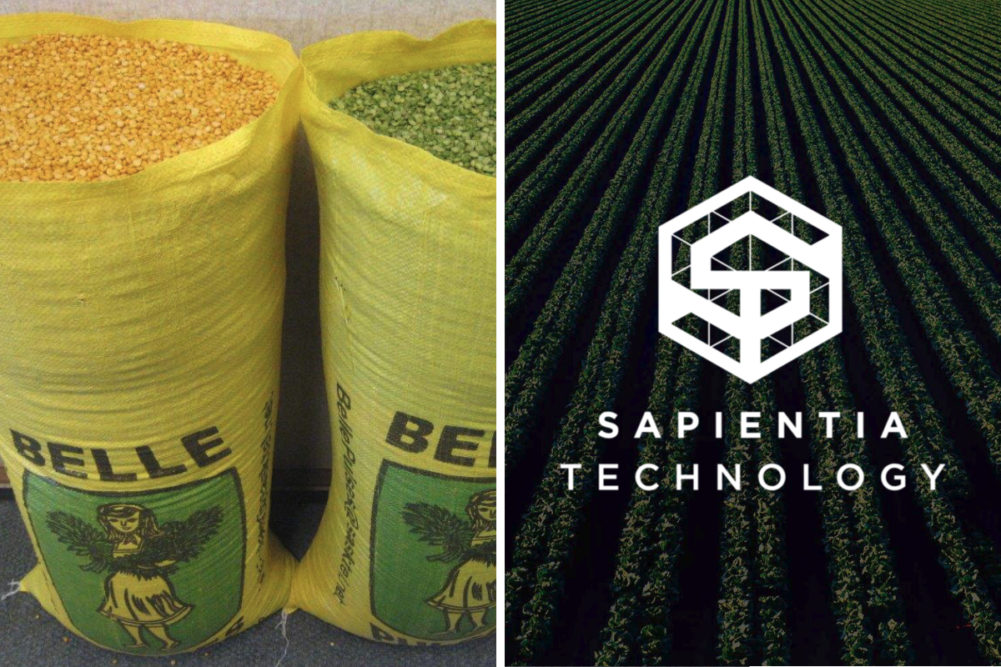 Belle Pulses green and yellow split peas and Sapientia Technology LLC logo over crop field
