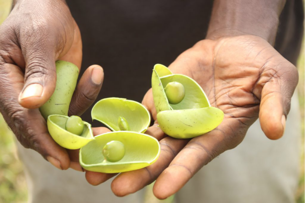 Griffonia simplicifolia seeds