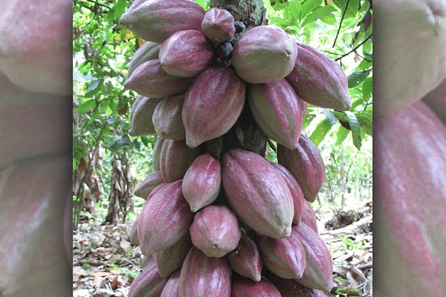 Cargill cocoa beans