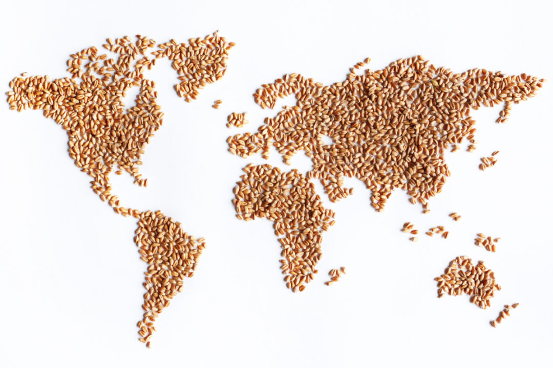 World map in wheat kernels