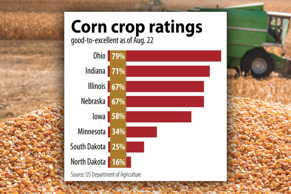 Corn crop ratings chart
