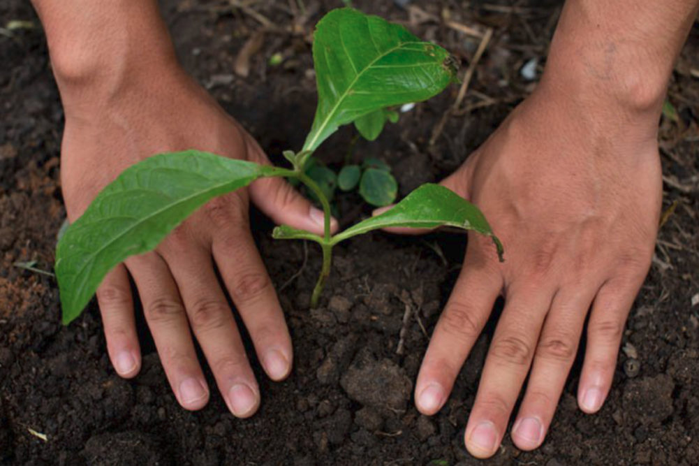 Hands in dirt around a growing plant