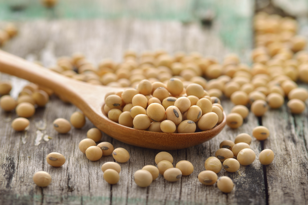 Soybeans in a wooden spoon