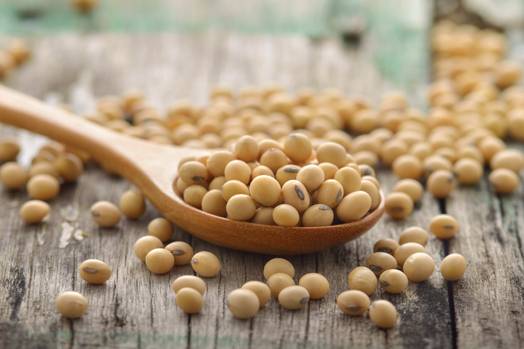 Soybeans in a wooden spoon