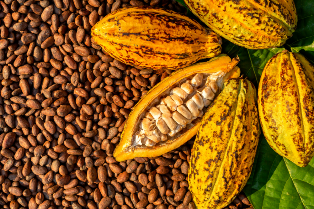 Cocoa Beans and Cocoa Fruits