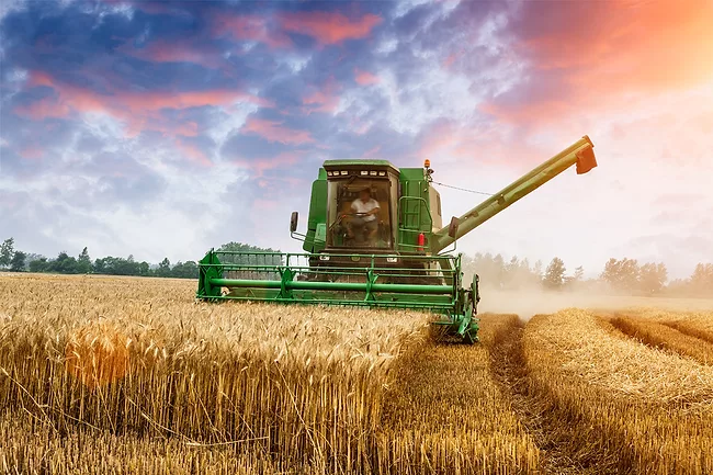 Machine Harvesting Wheat