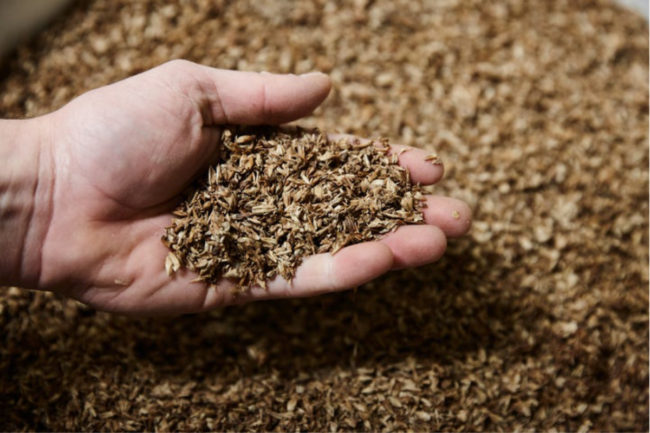 spent grains produced by beer brewers