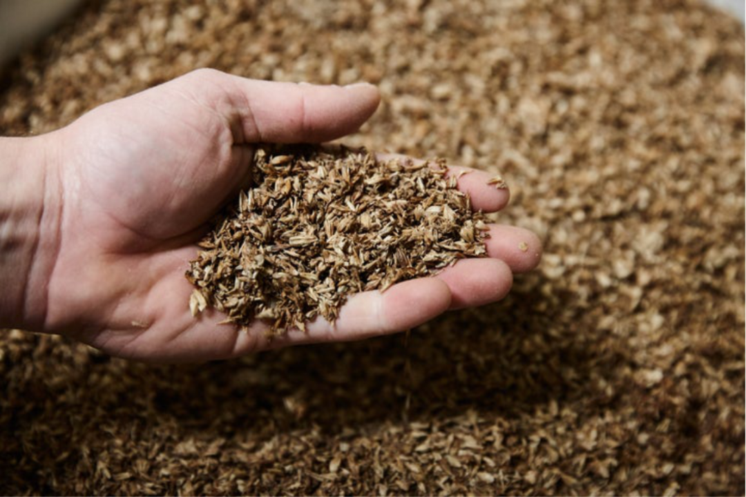 spent grains produced by beer brewers