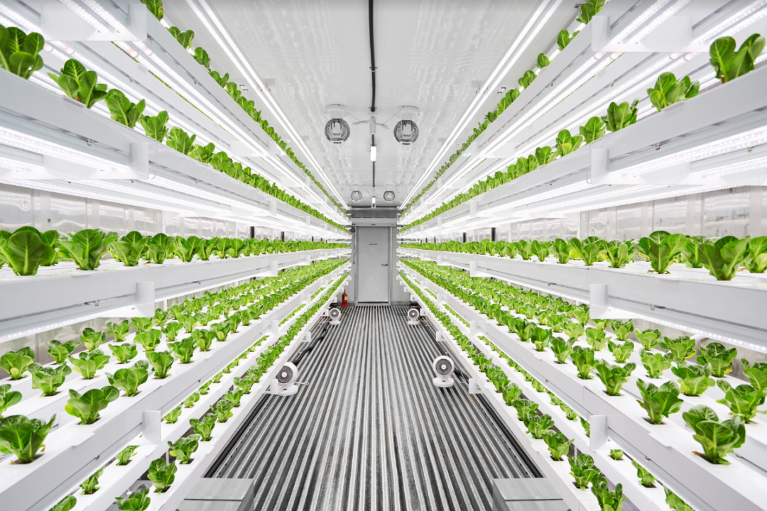 Vertical farming technology from N.Thing 