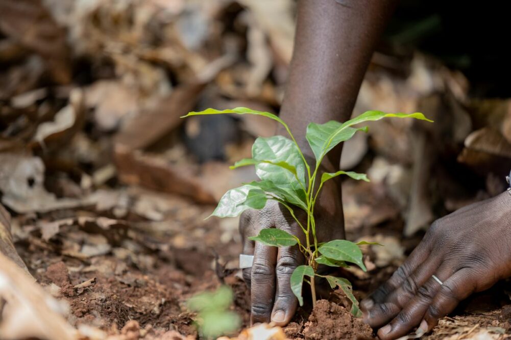 Nestle cocoa farming