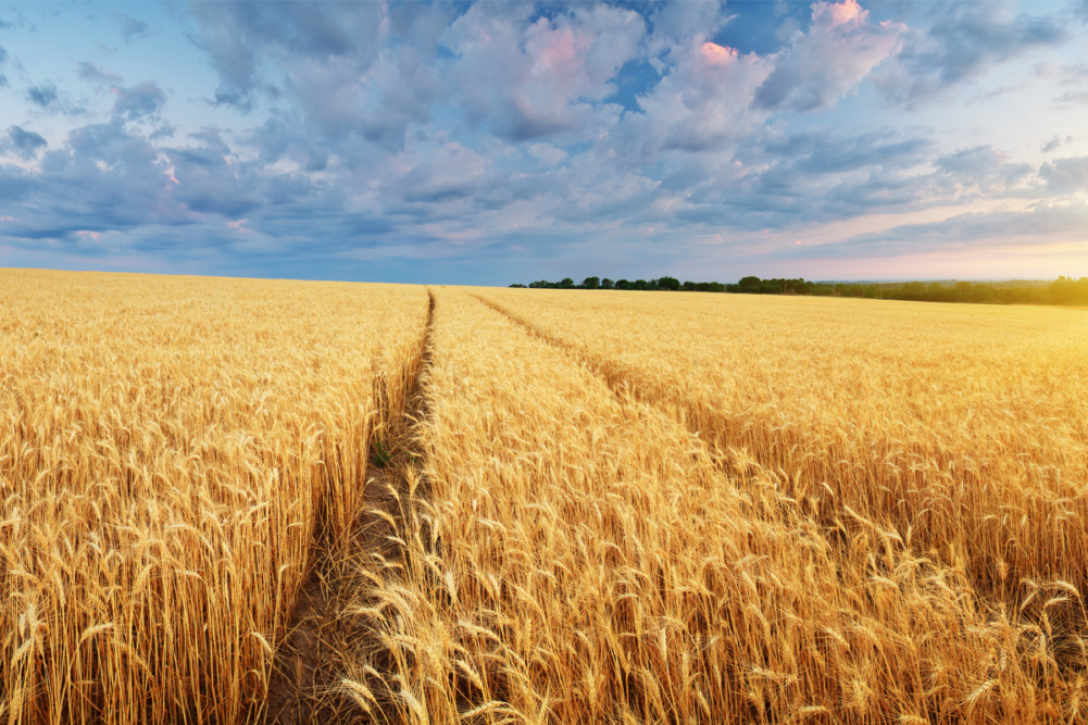 Wheat Field