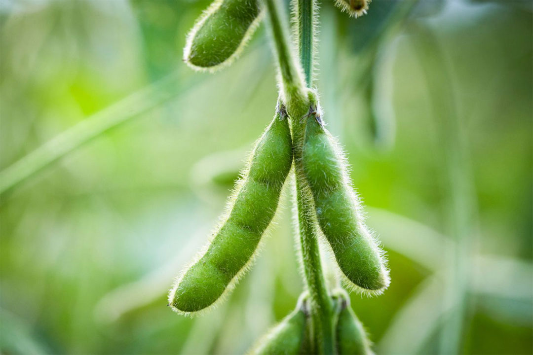 Soy beans on a vine