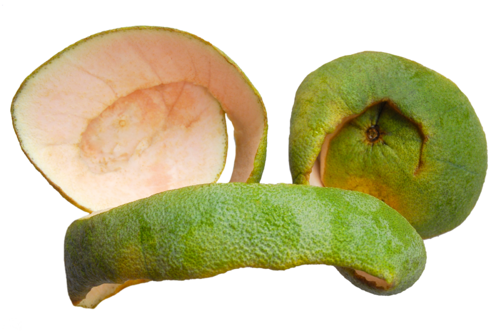 inner peel of citrus fruits