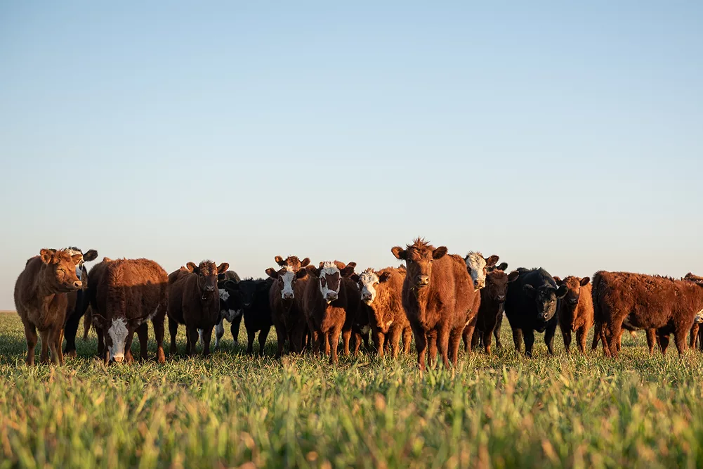 Herd of cattle