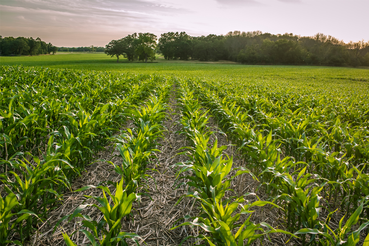 No-till crops growing in a large field