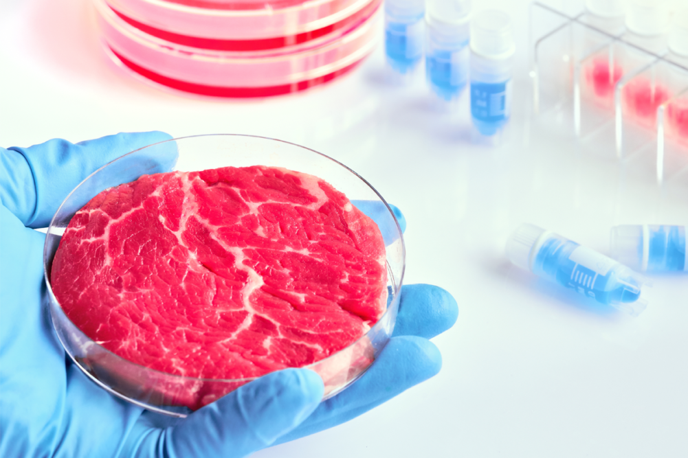 Gloved hand holding meat in a petri dish