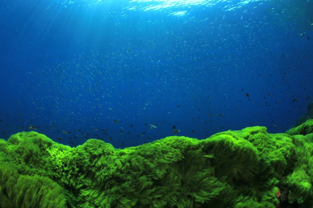 Algae in the ocean
