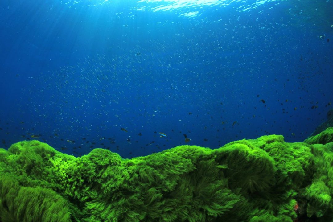 Algae in the ocean