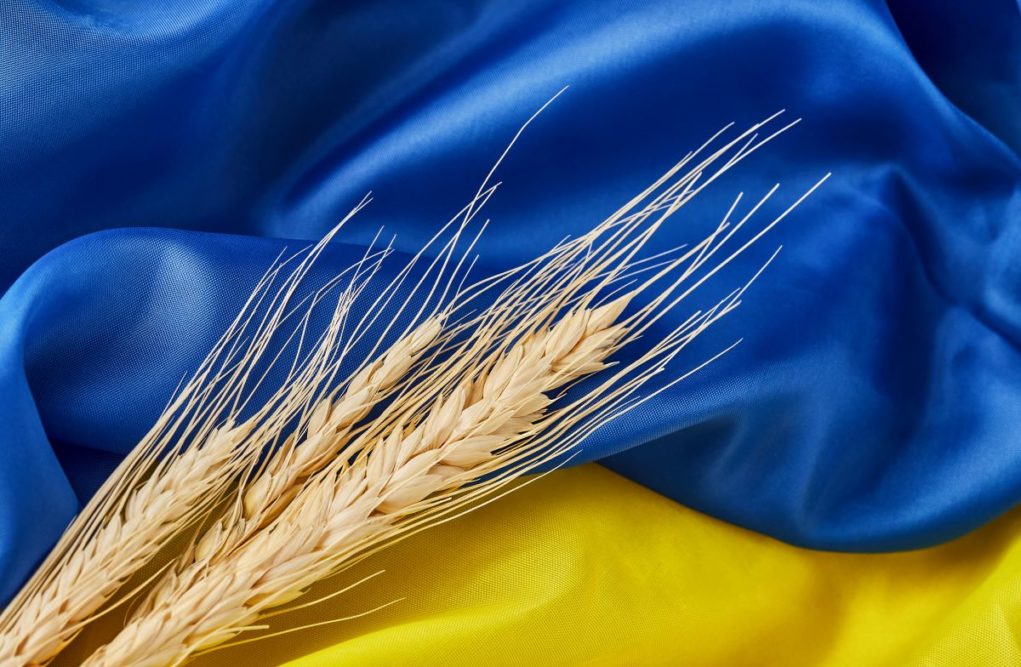 Ukraine flag with ears of wheat
