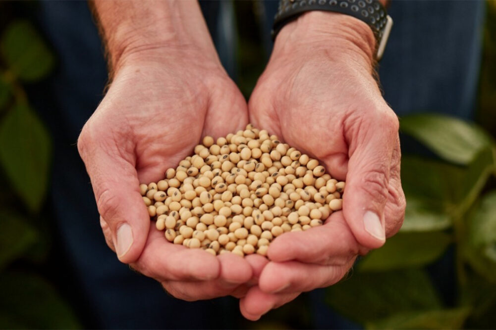 Soybean ingredients