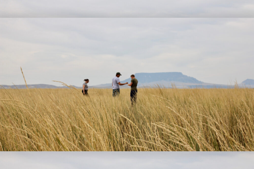 People in a Kernza field