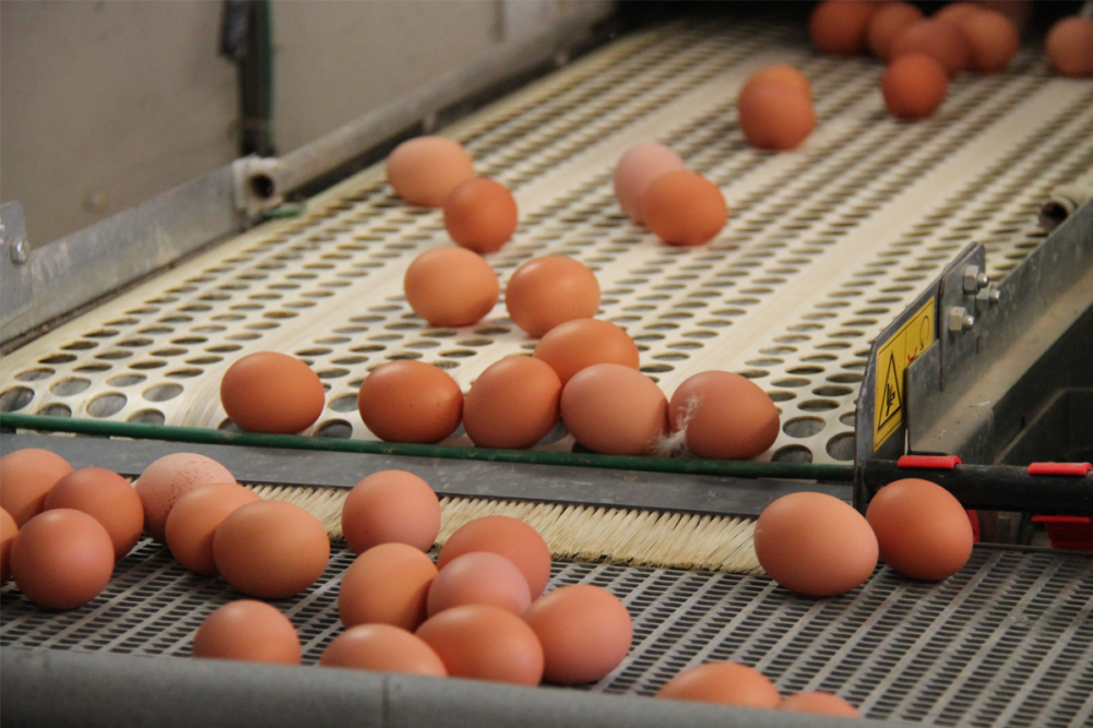 Eggs on a conveyor belt