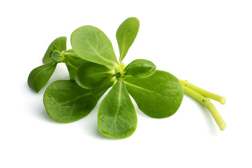 Purslane on white background