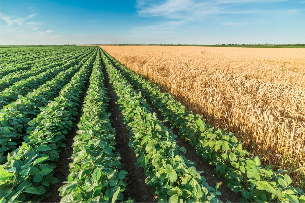 Fields of soybeans and wheat