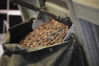 Cocoa production
