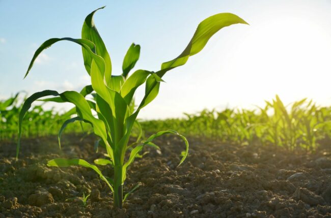 Corn plant in a field