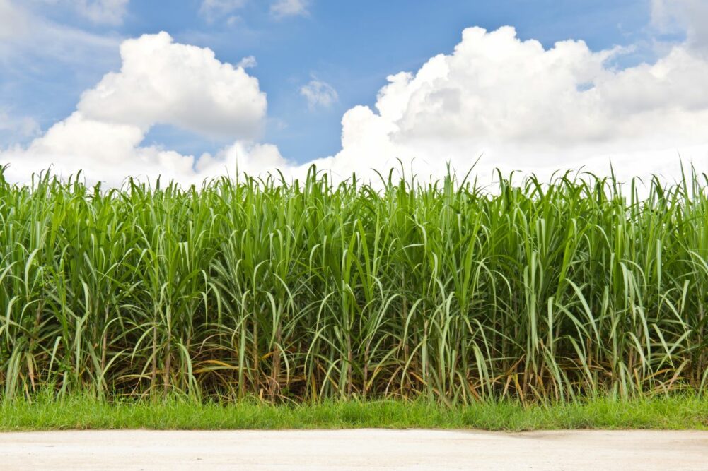 sugar and cane