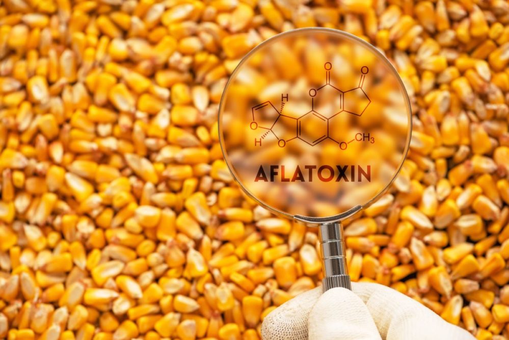 Aflatoxin written over corn
