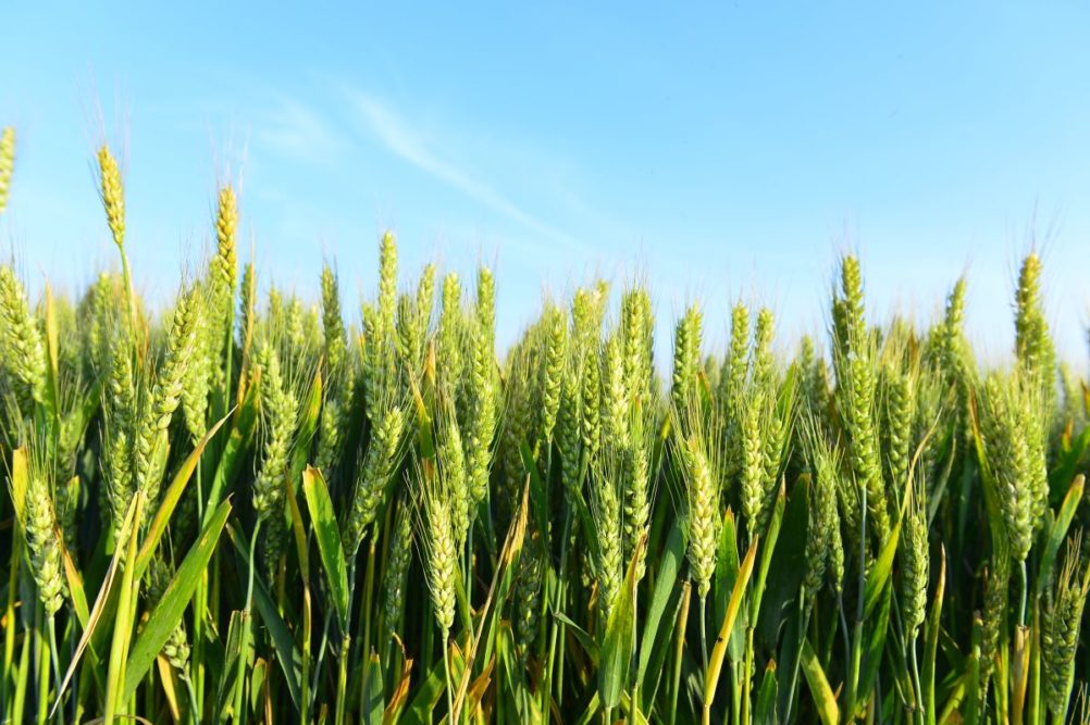 Green wheat field against a blue sky