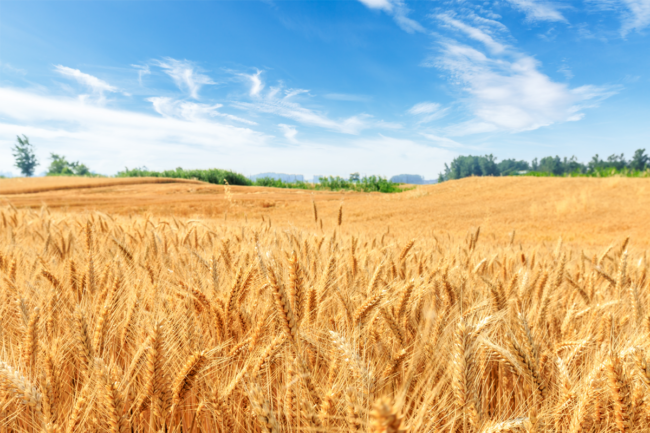 Golden wheat field