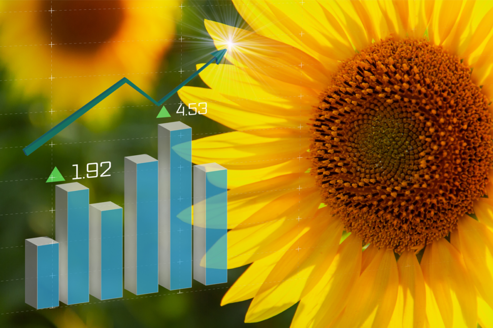 Sunflower with chart