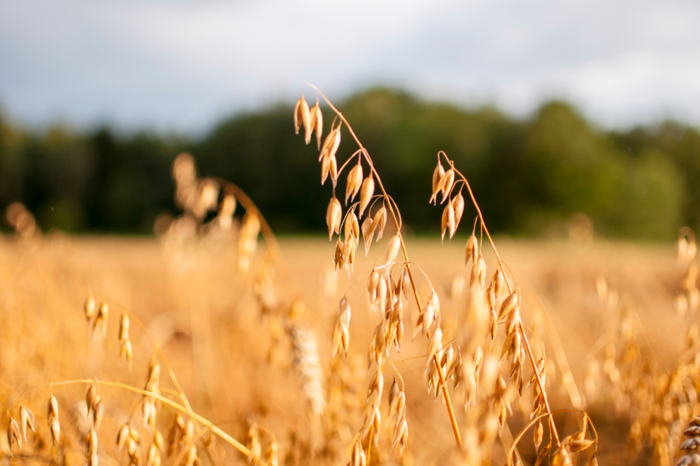 Oats growing in a field