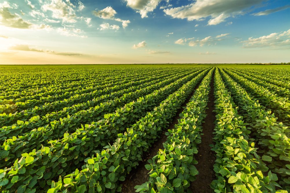 Soybean Field