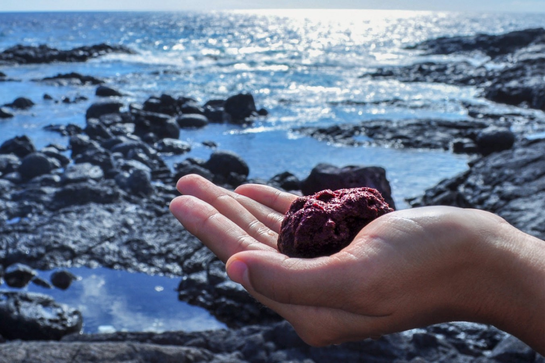 Hand holding red seaweed by the ocean
