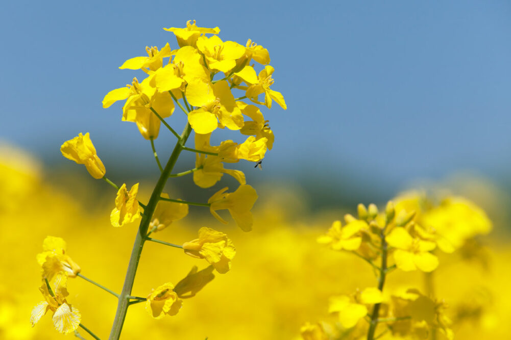 Canola flowers against a blue sky