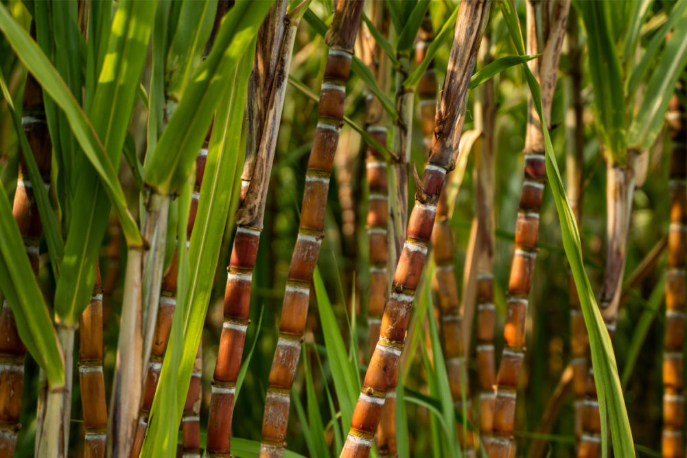 Sugar cane stalks in a field