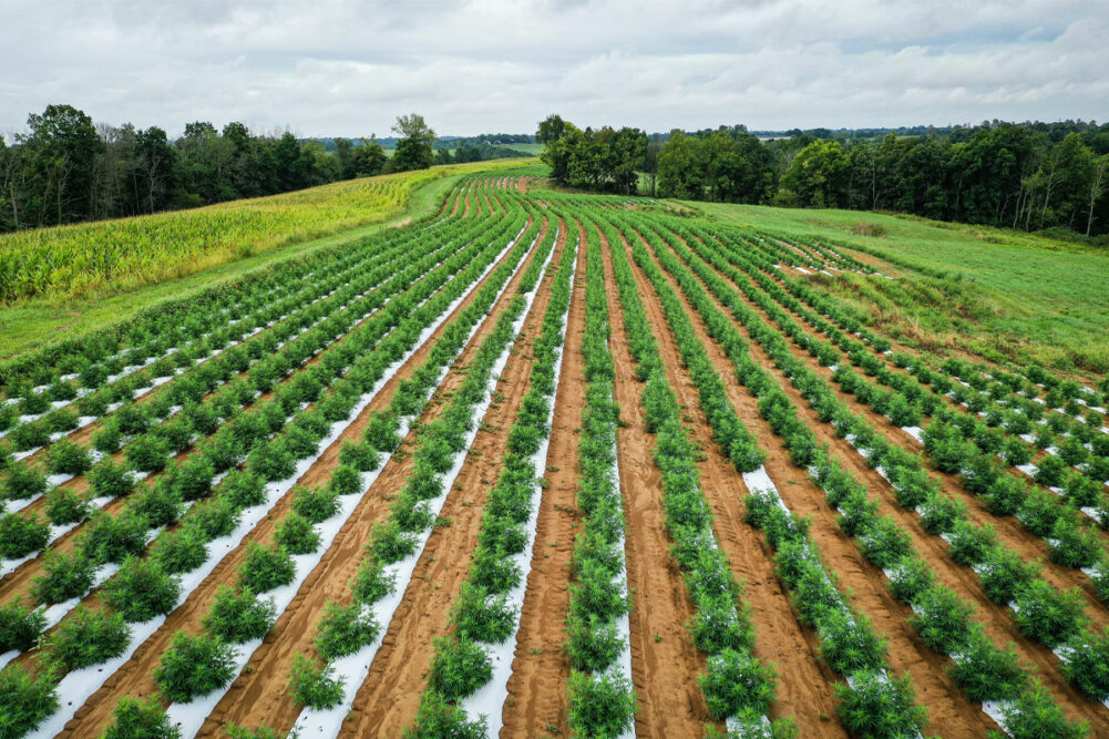 Hemp farming field