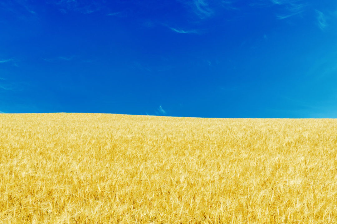 Yellow wheat crop against a blue sky