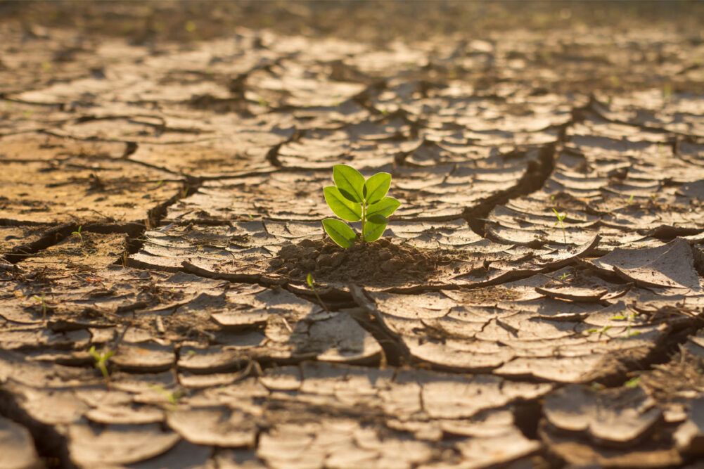 A small green plant growing in cracked, dried soil