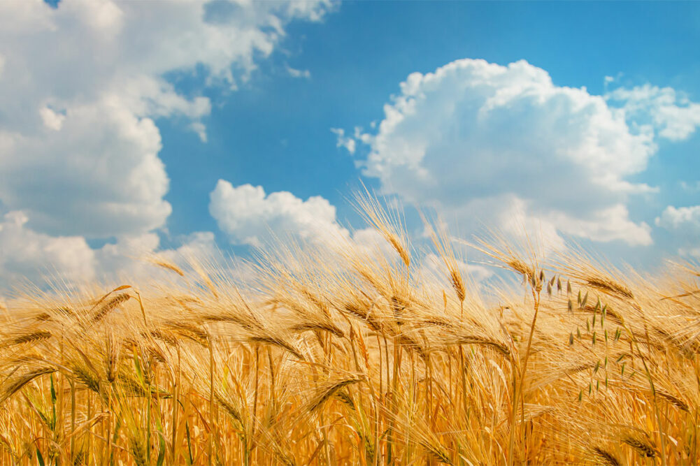 Wheat field against a blue sky