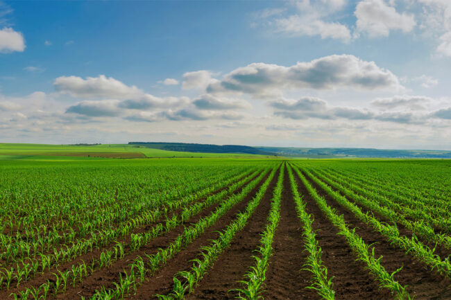 Corn field against a blue sky